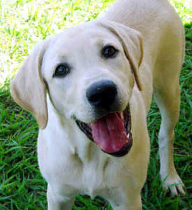 labrador-retriever-0335 Yellow Lab