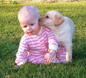 Children are safe with labradors