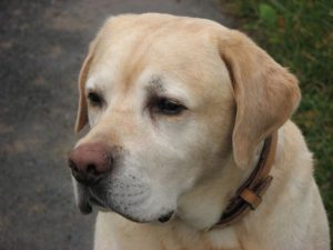 Yellow Labrador retriever