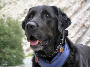 purebred grey labrador
