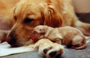 breeding