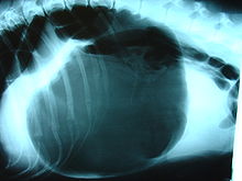 gastric-torsion gastric torsion in labrador