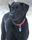 large black labrador