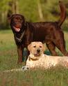 Full grown chocolate and yellow lab