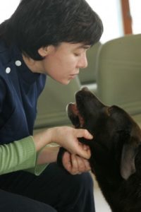 Vet with chocolate labrador