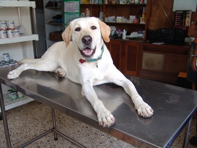 Dysplasia in Labrador