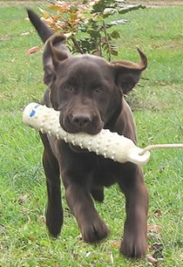 Black Labrador