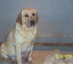 labrador rescue, labradors rescue, rescue a labrador
