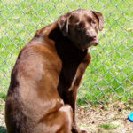 labrador health, labradors and health, training labradors