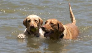 ClubLabrador.com's House Labrador Retrievers, Jessie and Sam Jessie and Sammie Before Jessie tore her CCL, now Jessie is having TPLO Surgery, to fix her, and bring her back to the best Labrador Retriever Health