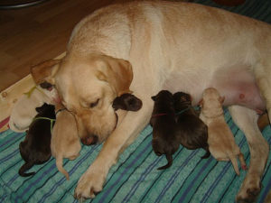 The Importance of Color in Labrador Retriever Dogs