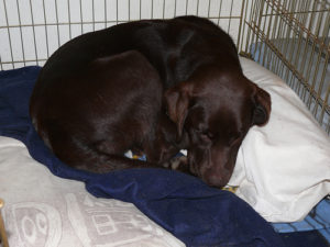 Crate Training