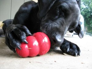 The Temperament of the Labrador Retriever