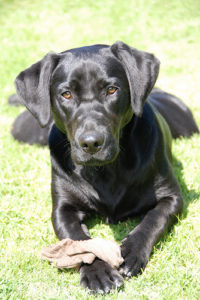 What You Need to Know About the Black Labrador Retriever