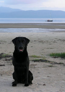 Training Labrador Retrievers: Which Commands Should You Teach