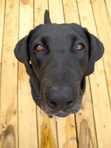 Reasons to Use a Labrador Retriever Rescue to Find a Pet