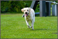 Training Labrador Retrievers