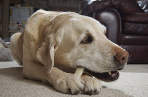Curbing Bad Behaviors in Labrador Dogs