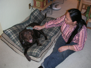 Brushing Your Labrador Labrador Grooming