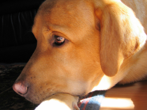 Labrador Rescue Labrador Retriever