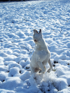 Labrador Retriever Dogs