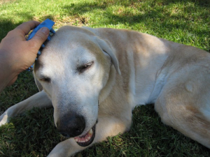 Labrador Grooming Grooming Labrador Retrievers