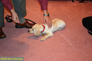 Labrador Training Training Labrador Retrievers
