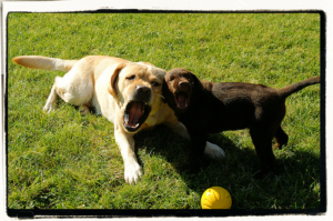 Pair of Labrador Retrievers Two Labrador Retrievers