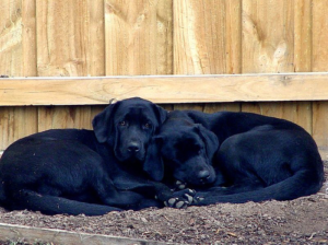 Two Black Labs Black Labrador Retrievers Sleeping