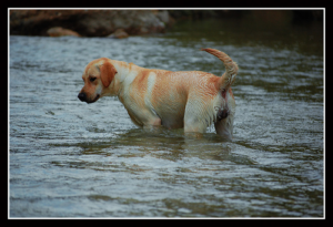 Wet Labrador Retriver