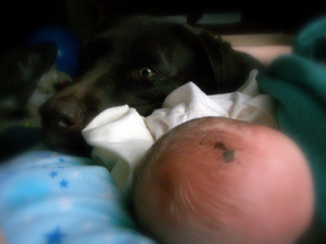 Labrador and Baby Labrador Retriever Dogs