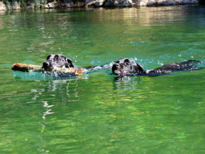 Labradors Swimming Swimming Labrador Retrievers
