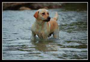 Wet Labrador Retriever Labrador Retriever