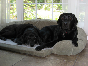 Two Labrador Retrievers Resting Pair of Labrador Retrievers