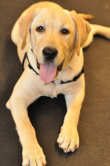 AmericanKennelAssociationLab American Kennel Association Labrador Retriever