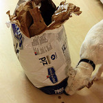 DogFood Dog Food and Allergies