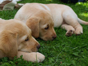 Grooming Puppies Important Grooming Tips for Labrador Puppies