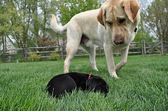 YellowandBlackLab Yellow and Black Labs
