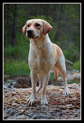 AmericanandEnglishLab American vs English Lab