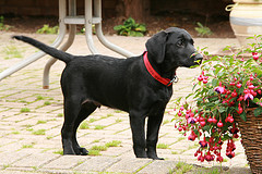 BlackLabPuppy Training your Lab Puppy