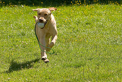 Having Fun with your Lab