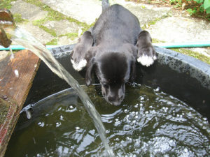Labrador Drinking Labrador Retrievers