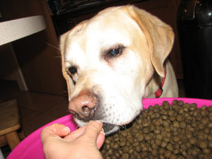 Labrador Eating Labrador Retriever Food