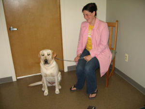 Labrador Vet Visit Labrador Retriever
