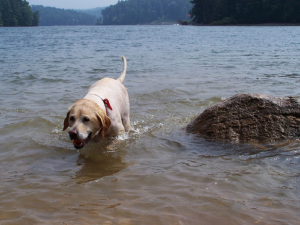Labrador Retriever Labrador