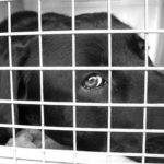 Caged Labrador Labrador Retriever