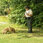 Detection Dog Labrador Retriever