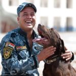 Labrador Retrievers Bomb Sniffing Labrador Retrievers