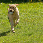 Labrador Exercising Labrador Retriever Health
