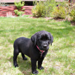 Labrador Outside Labrador Retriever